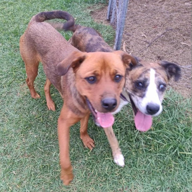 Photo of Cupid 😍Rottweiler X Ridgeback, Girl, 1.5yo