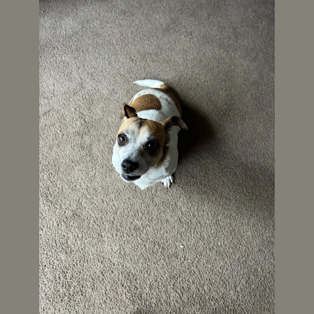 Photo of Shadow Quinell