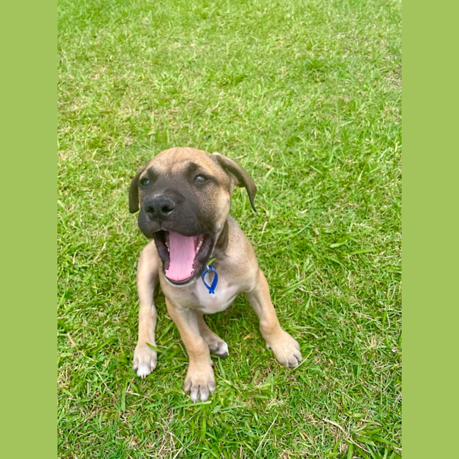 Photo of Chilli   11 Week Old Kelpie X