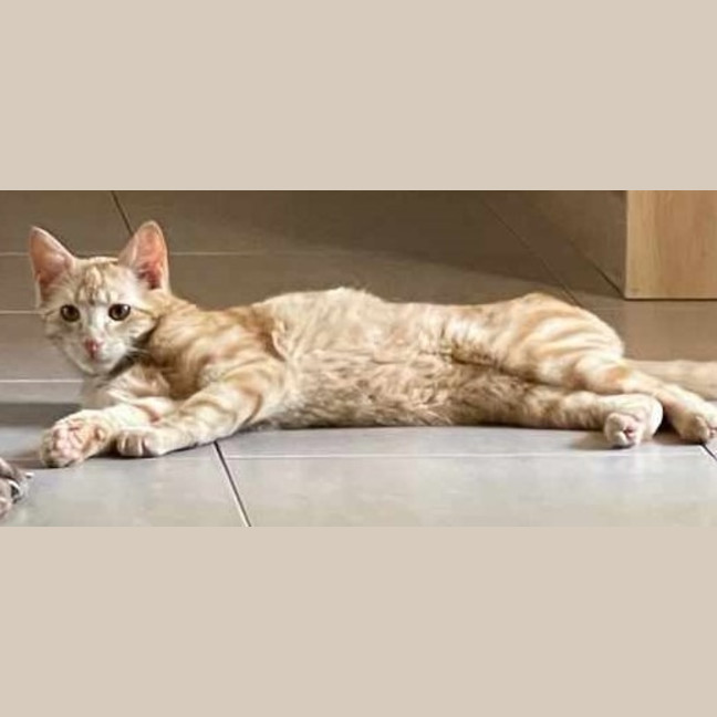 Photo of Kal
