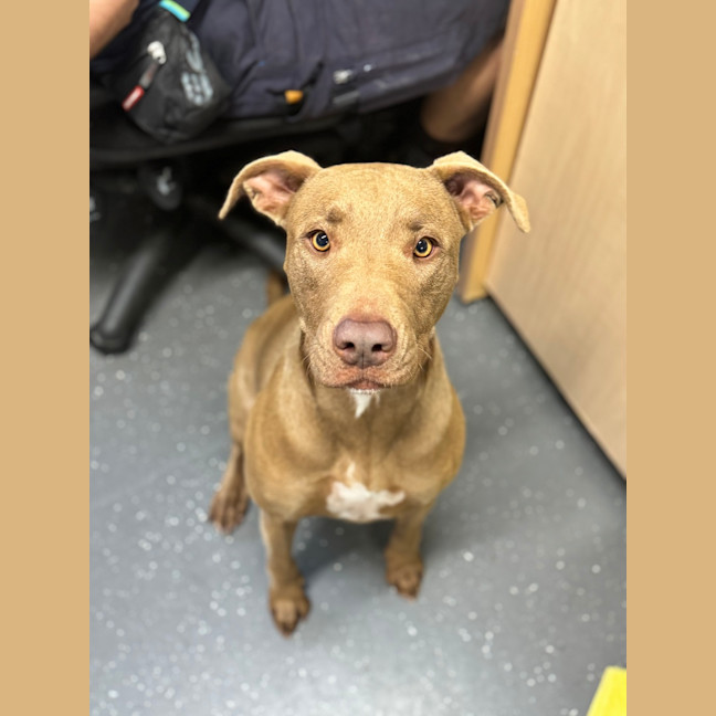 Photo of Cinnamon Toast