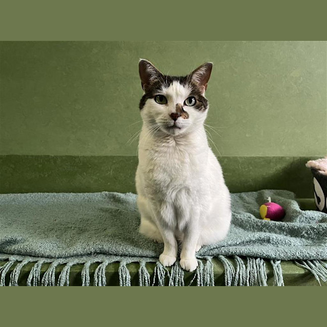 Photo of Evie (Bonded To Gimli)