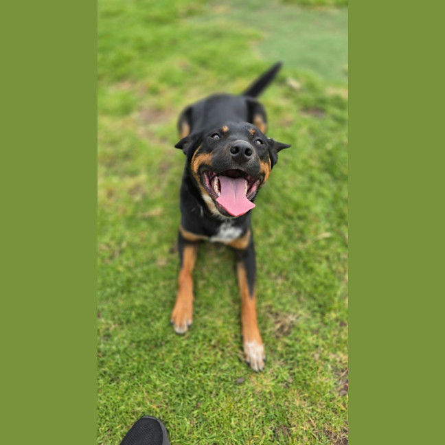 Photo of Amos (67570)