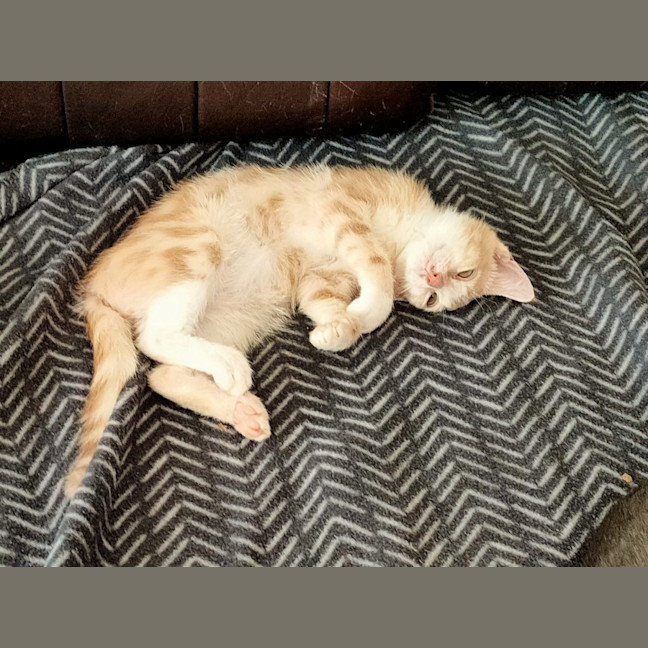 Photo of Toby