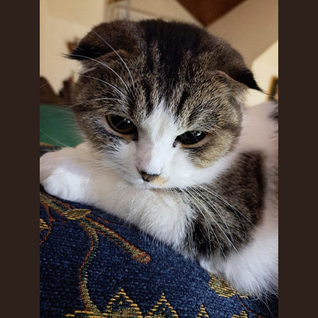 Photo of Melody