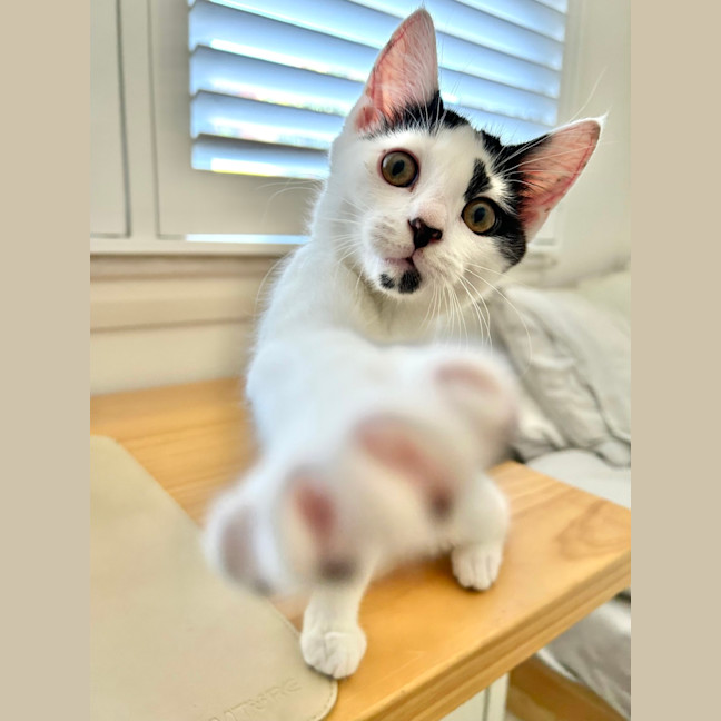 Photo of Pebbles 