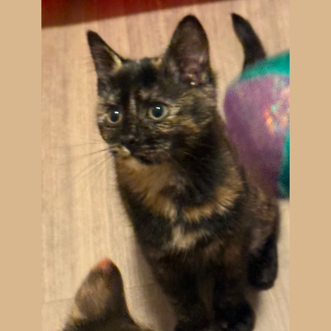 Photo of Luna 