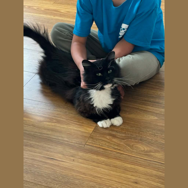 Photo of Mario *9 Lives Project Rescue*