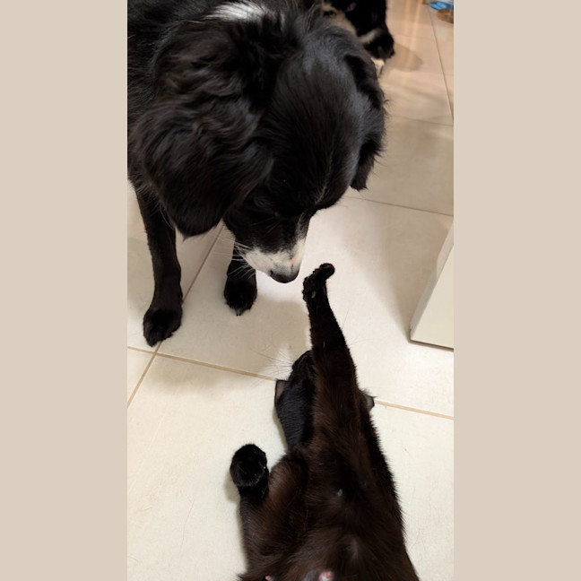 Photo of Luna Noirette