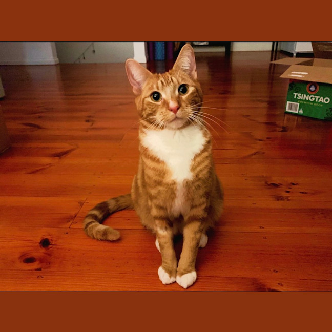 Photo of Archie