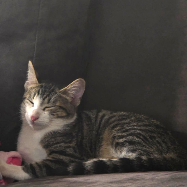 Photo of Hunter
