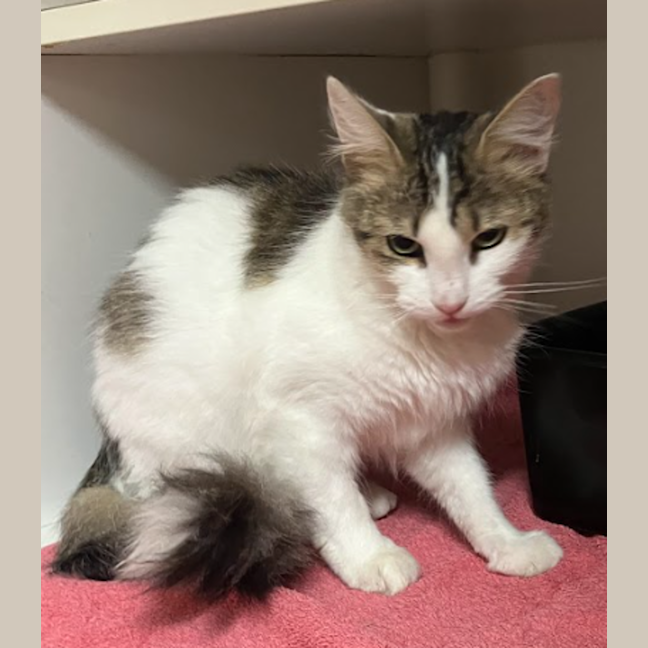 Photo of Bluebell