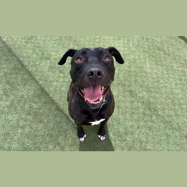 Photo of Jet