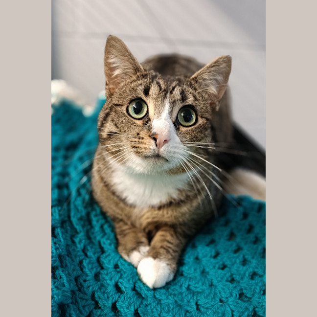 Photo of Bramble