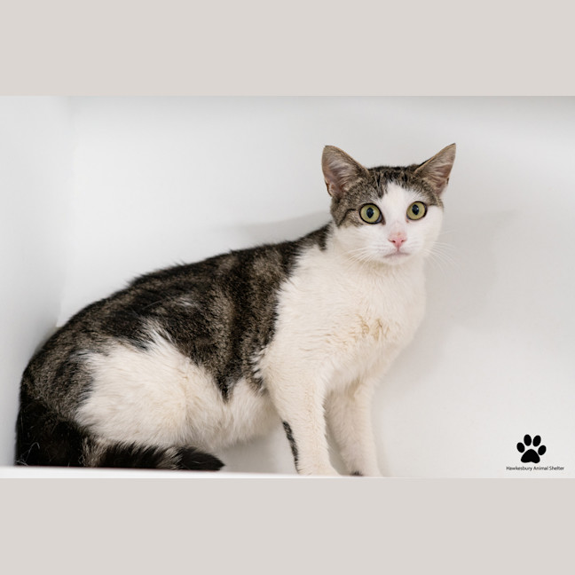 Photo of Artemis 