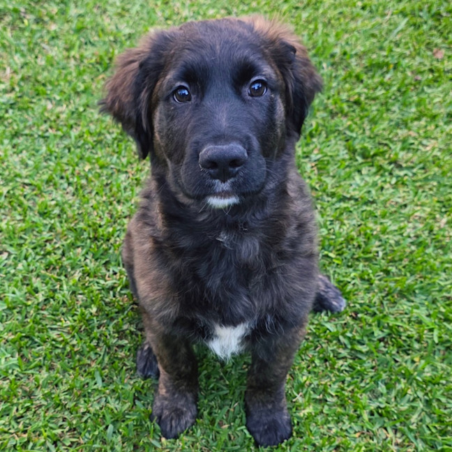 Photo of Moose