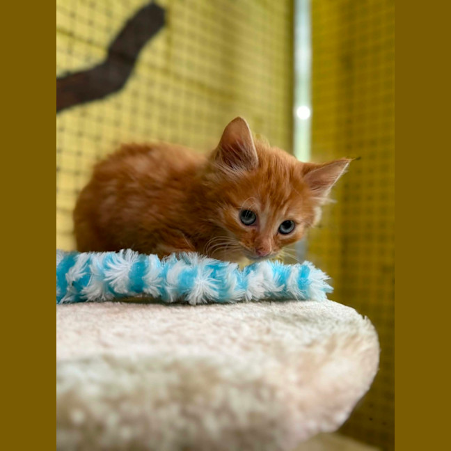 Photo of Prince Harry 