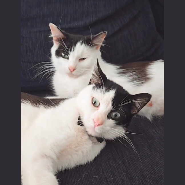 Photo of Luna & Mikey