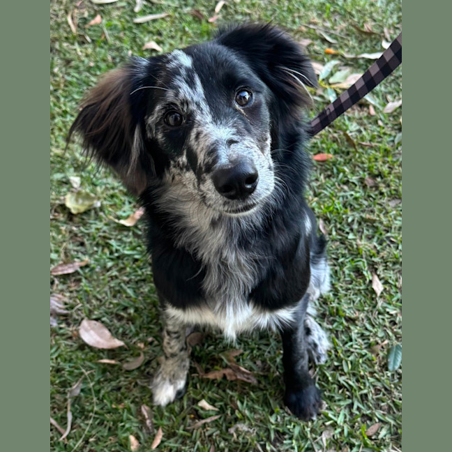 Photo of Winnie   8 Month Old Bordoodle