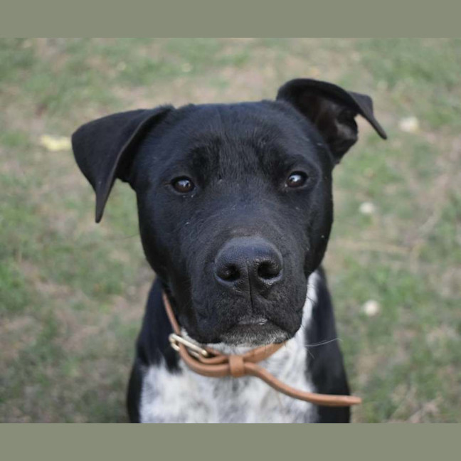 Photo of Sage