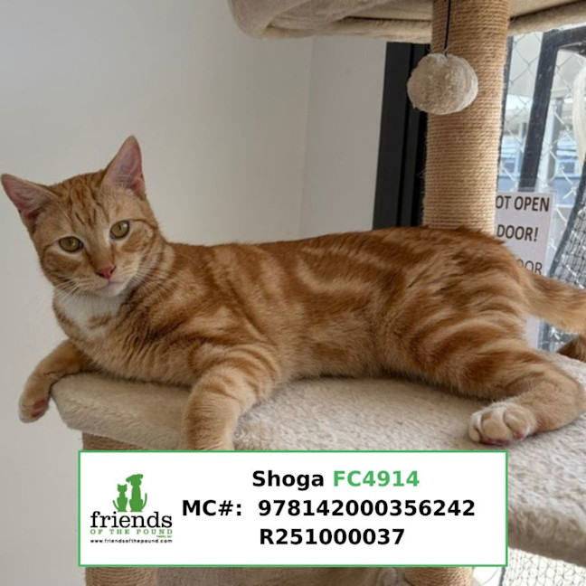 Photo of Shoga