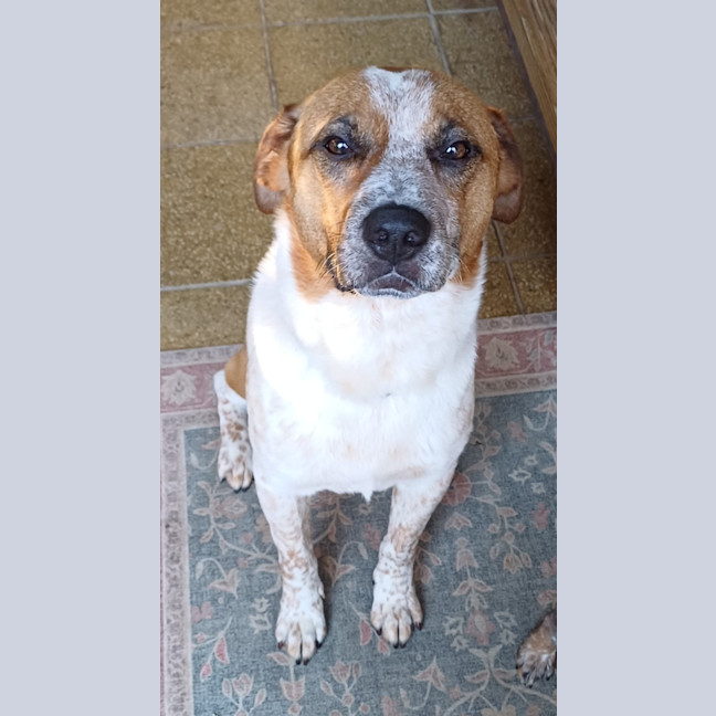 Photo of Russell *$150 Adoption Fee*