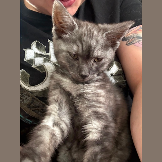 Photo of Jinu **2nd Chance Cat Rescue**