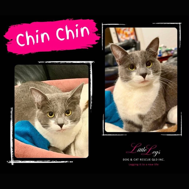 Photo of Chin Chin
