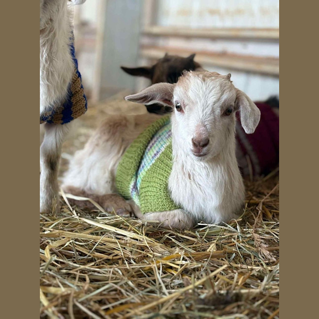 Photo of Rescued Goats