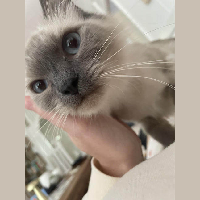 Photo of Coco