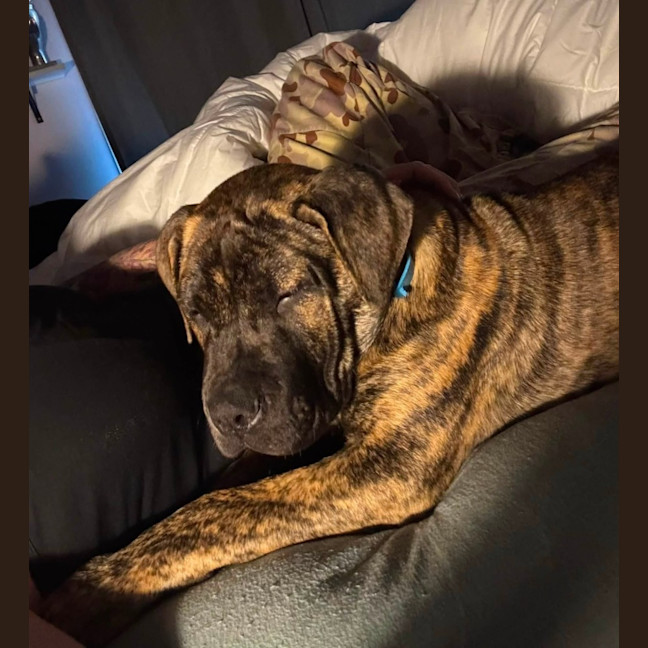 Photo of Banjo