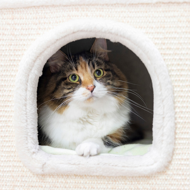 Photo of Miss Muffin (Missy)