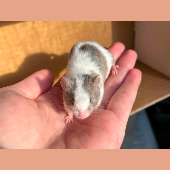 Photo of Remus