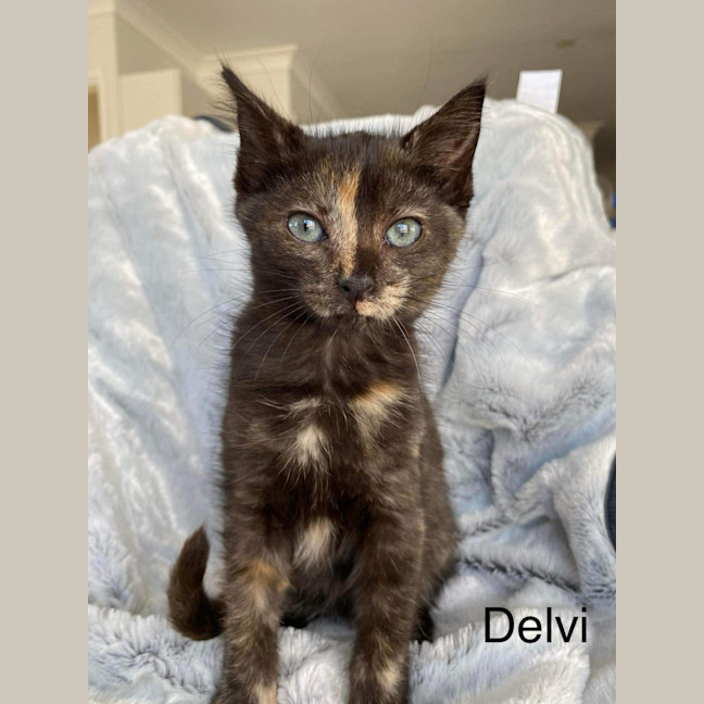 Photo of Delvi