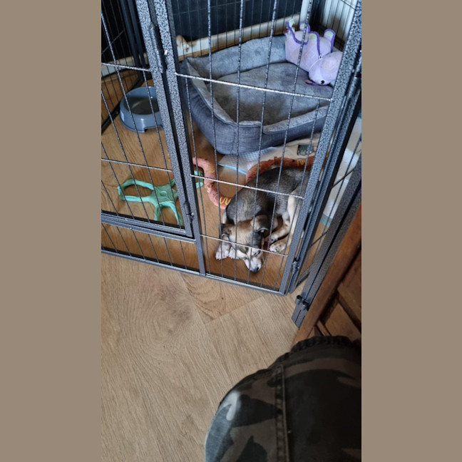 Photo of Balto (Spyro)