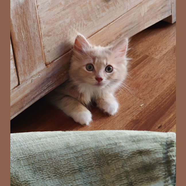 Photo of Daisy (Was Bonnie )