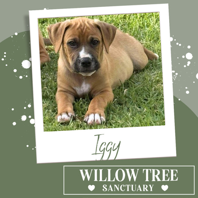Photo of Iggy