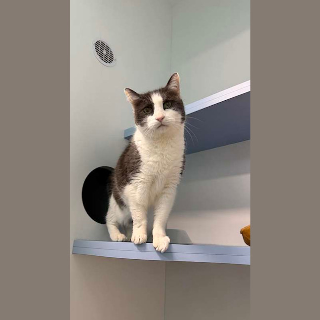 Photo of Mr Whiskers