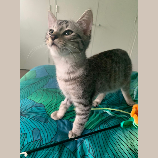 Photo of Mochi