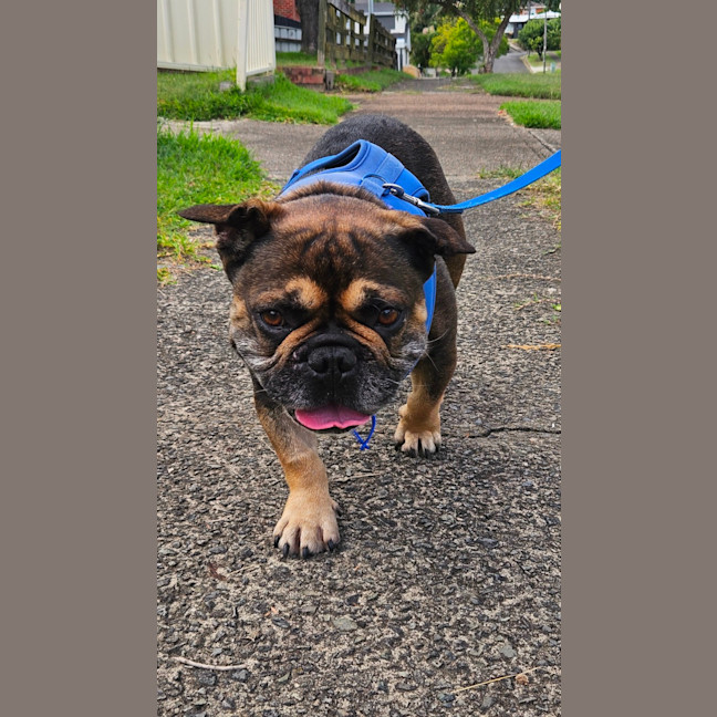 Photo of Bear   6 Year Old French Bulldog