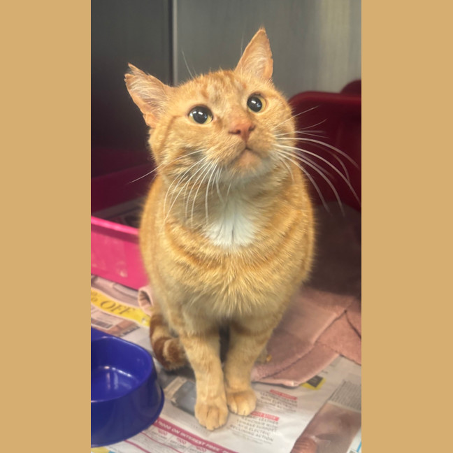 Photo of Wally The Wizarding Wonder