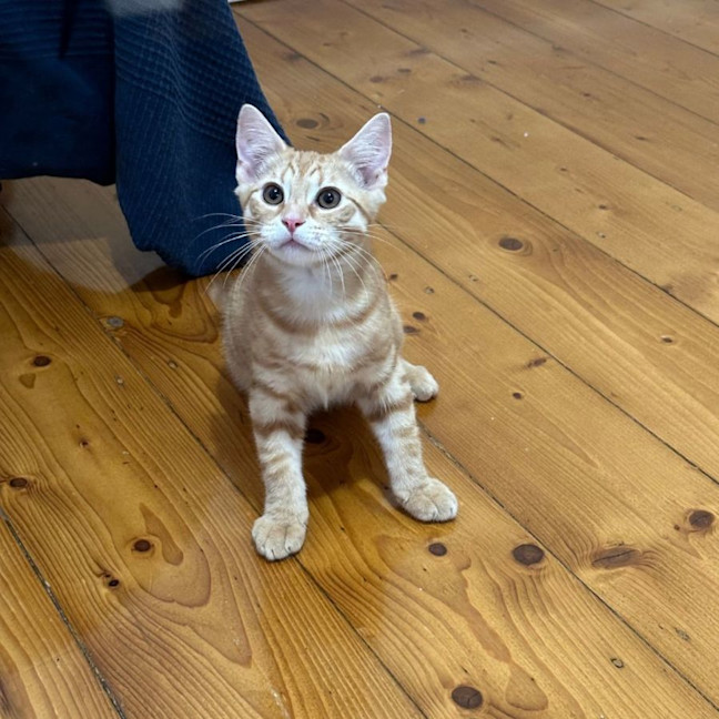 Photo of Simba