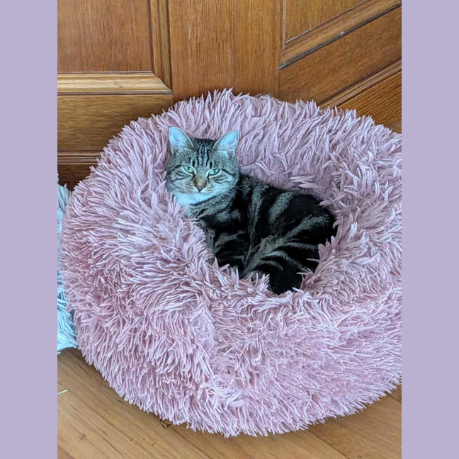 Photo of Peaches