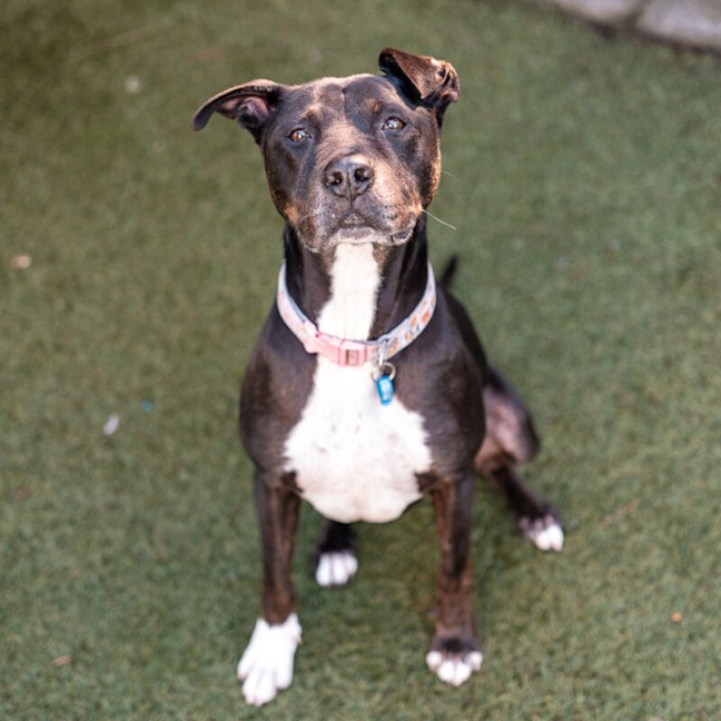 Photo of Denzel Woofington