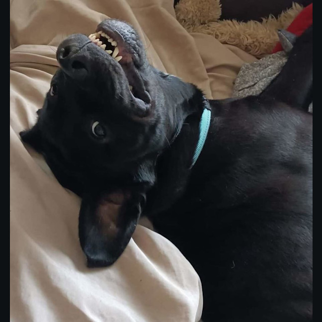 Photo of Cosmo
