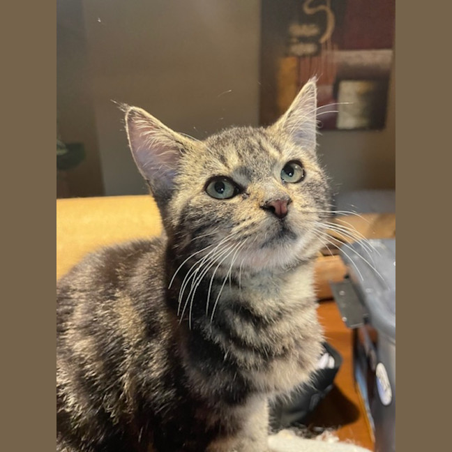 Photo of Thistle