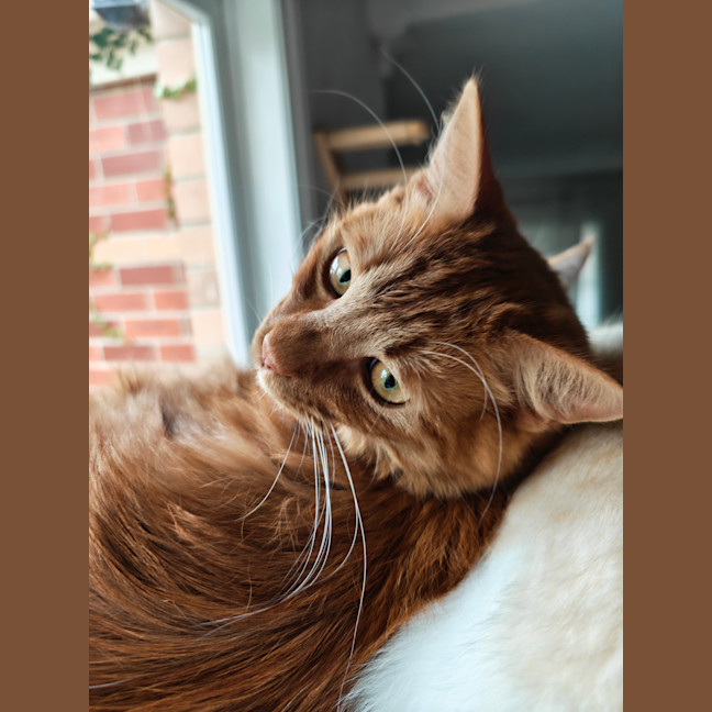 Photo of Toto
