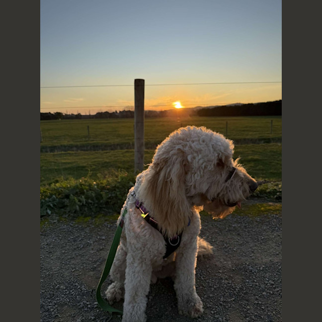 Photo of Chewy Clausen 