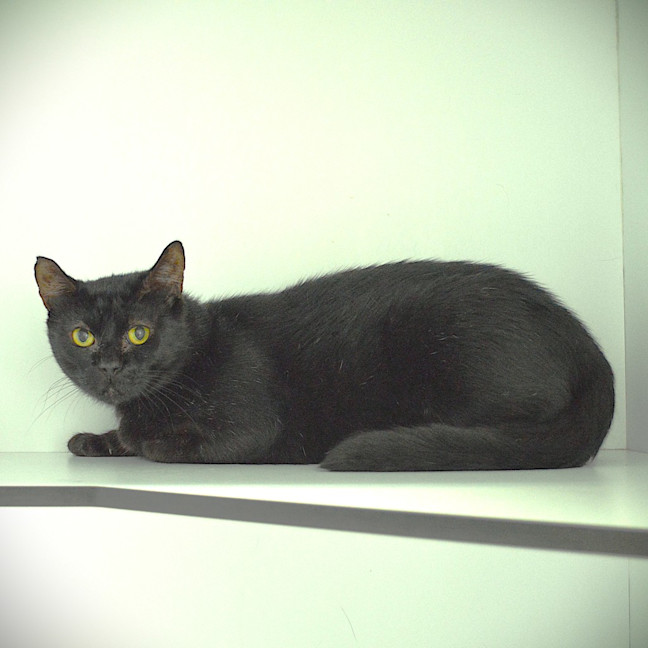 Photo of Stewie (Previously Sooty)