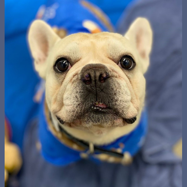 Photo of Rocky